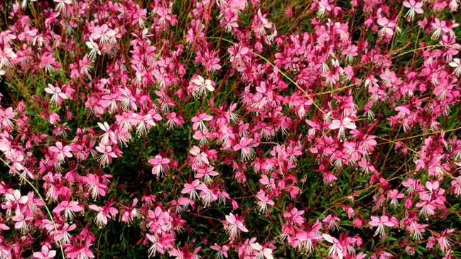 gaura 6